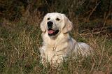 GOLDEN RETRIEVER 852